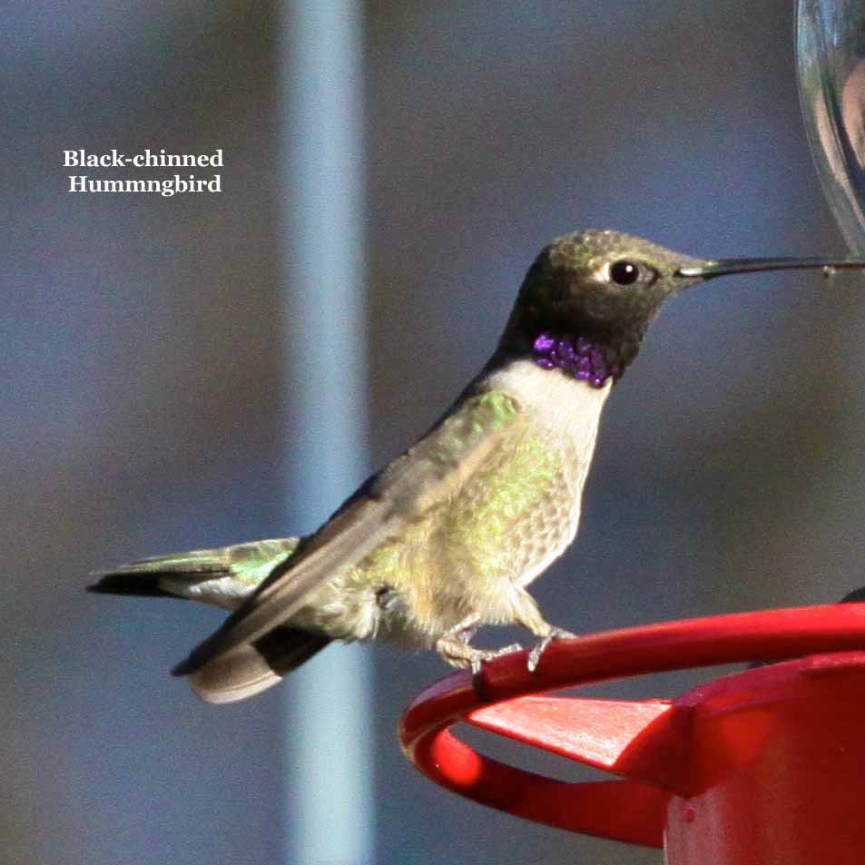 Black-chinned Hummingbird 0556.jpg